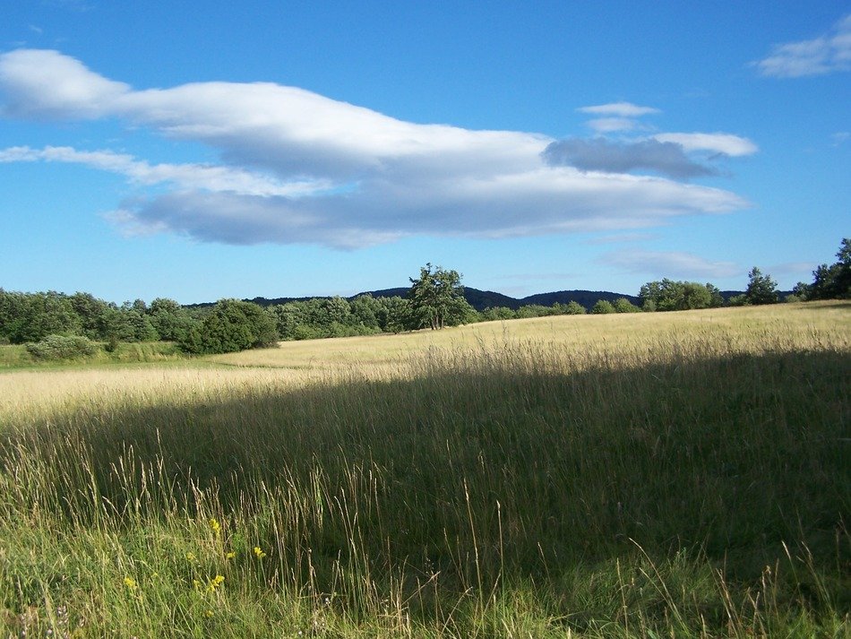 dark shadow on meadow at summer, hungary, visegrad
