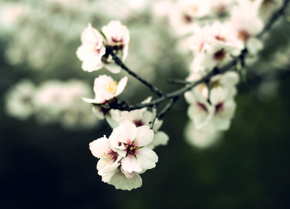 white flowers on a branch on a blurred background