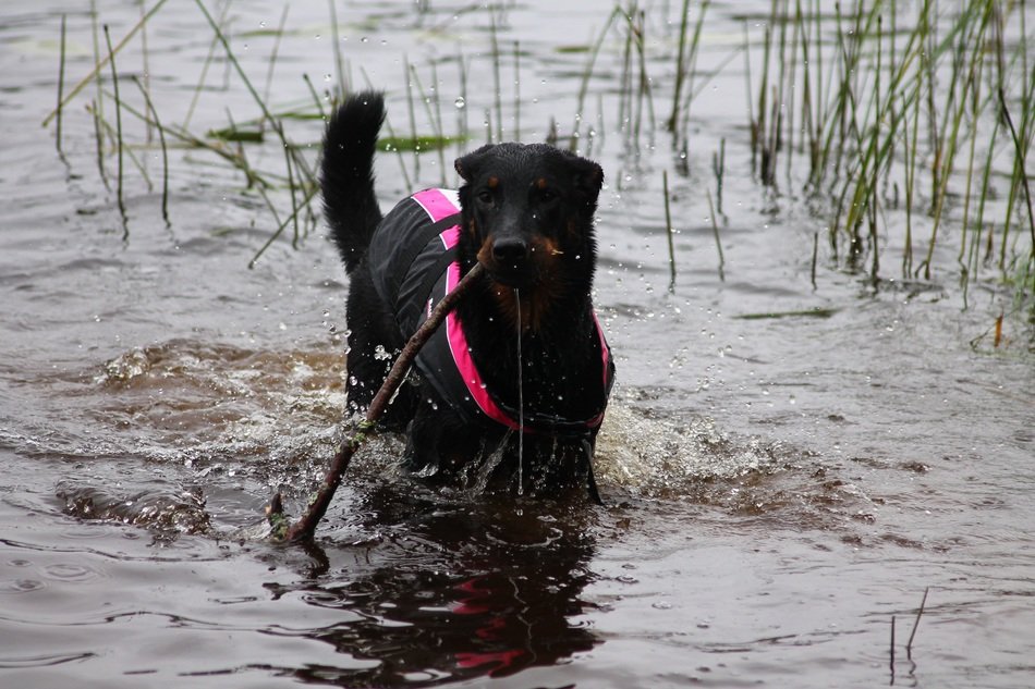 photo of Black puppy in water