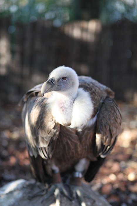 Bird in the wild