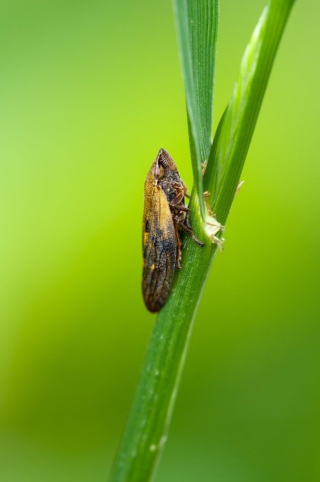 cicada on green plant at blurred background