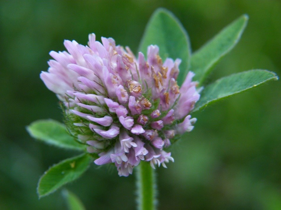 clover flower on green background