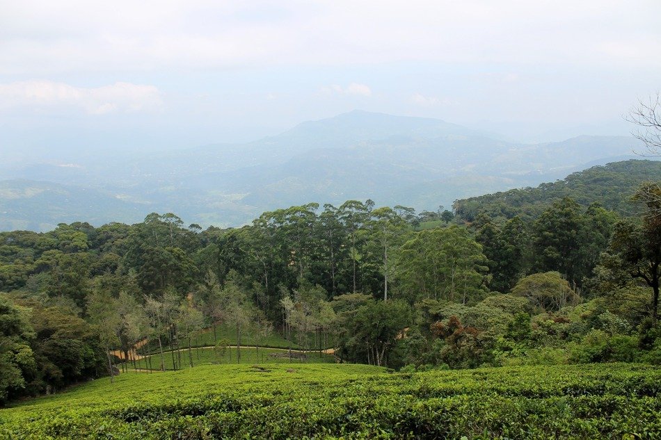 tea plantation on the hillside