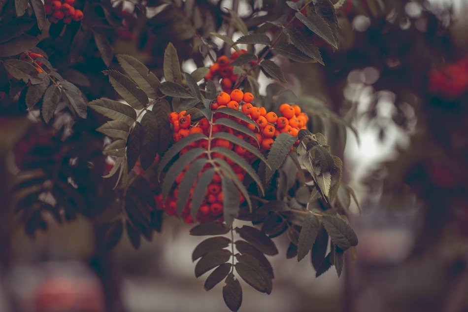 rowanberries on the tree in autumn