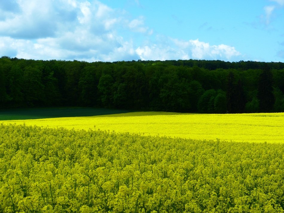 field of rapeseeds and forest on the background