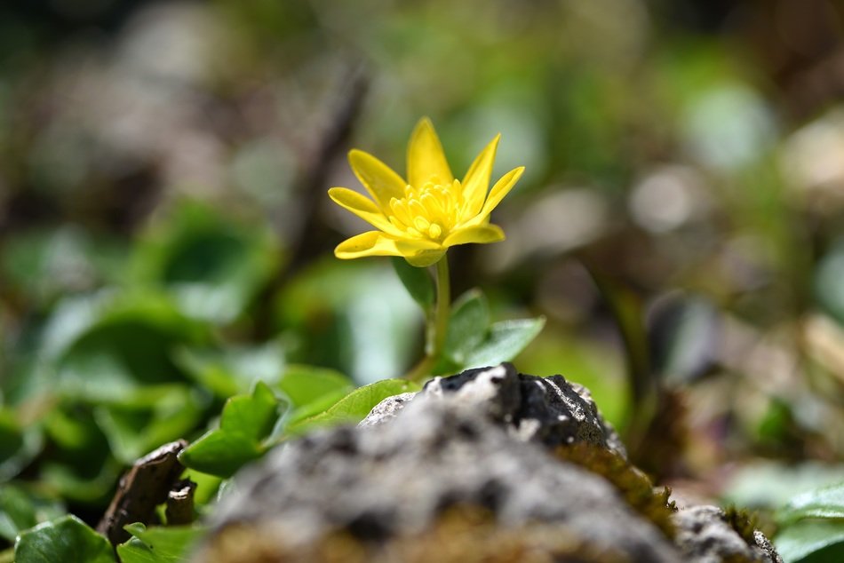 Little Yellow flower blossom