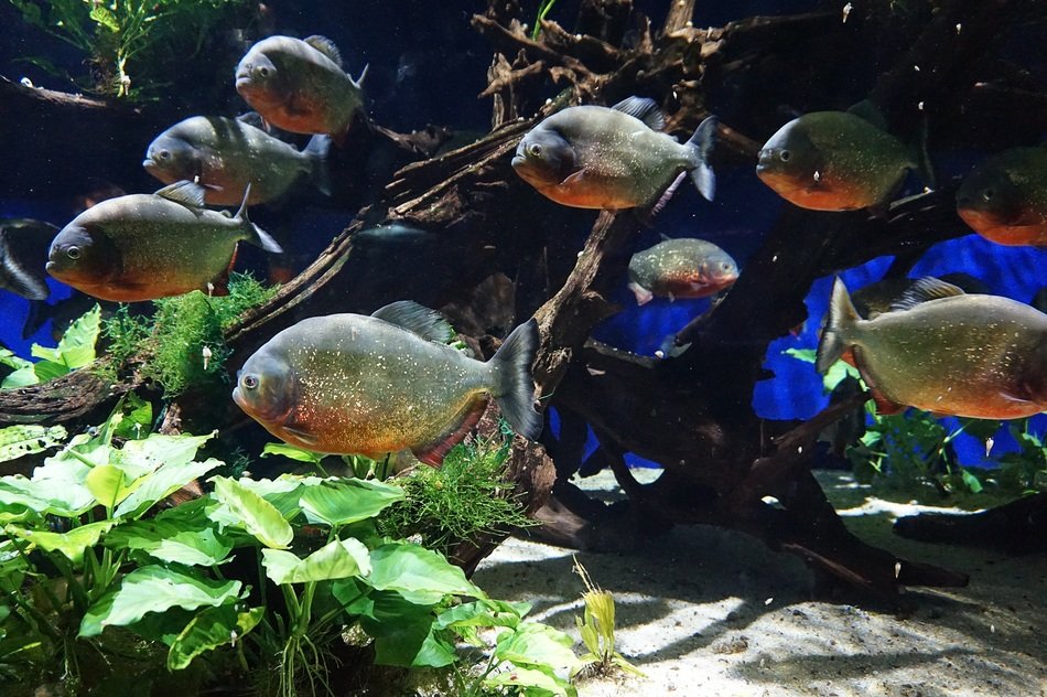 tropical fish in aquarium