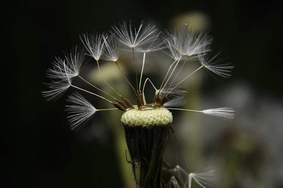 dandelion seeds after the storm