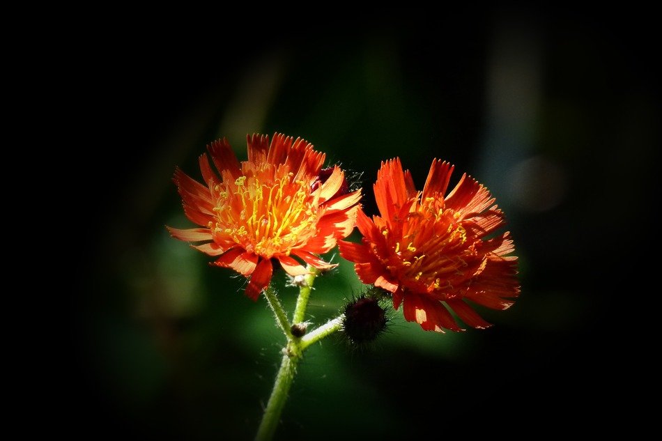 closeup picture of red king devil flowers in a dark