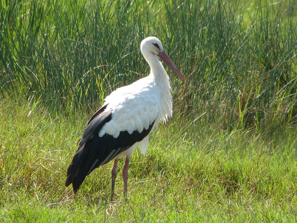 stork in the natural environment