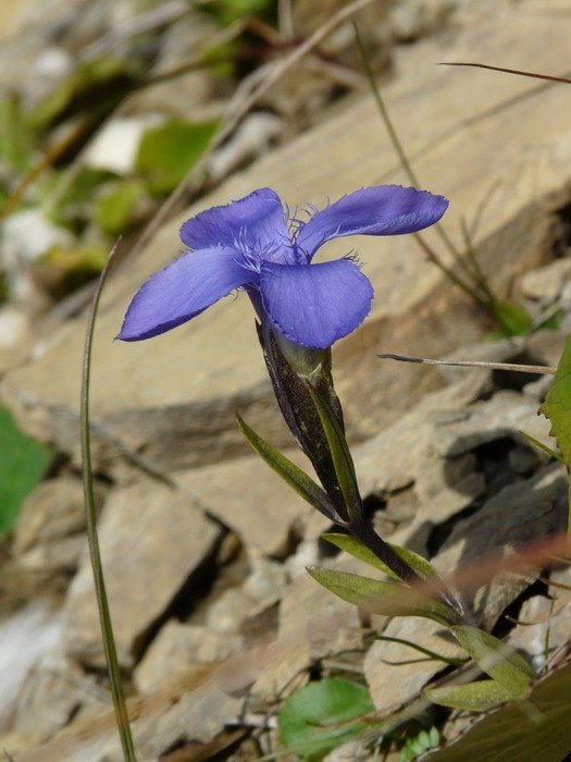 Picture of blue ordinary fransenenzian flower