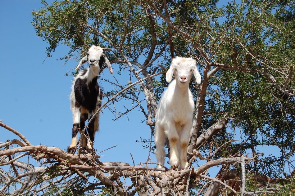 white and black-and-white goats on dry branches