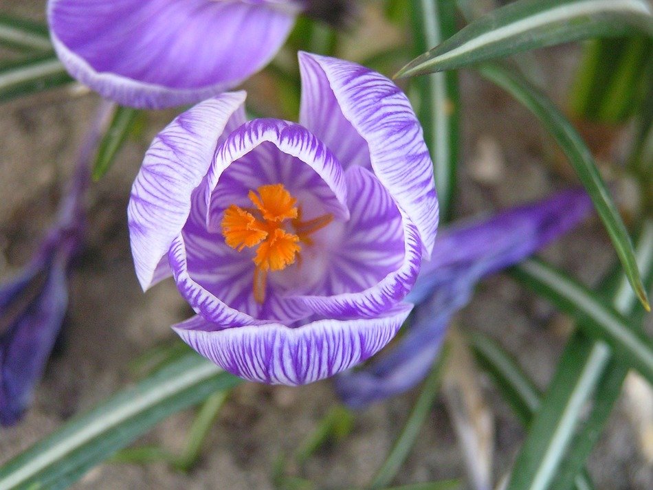 little violet flowers