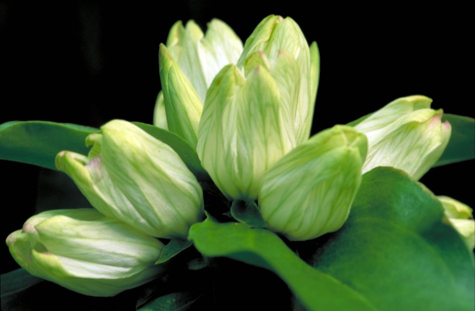bouquet of white gentian
