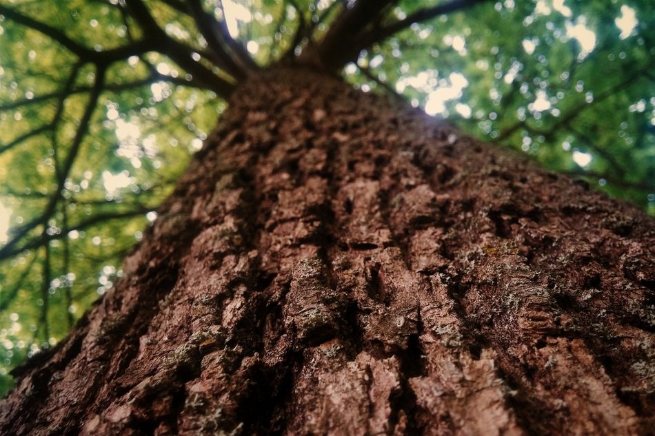 ribbed tree trunk bottom view