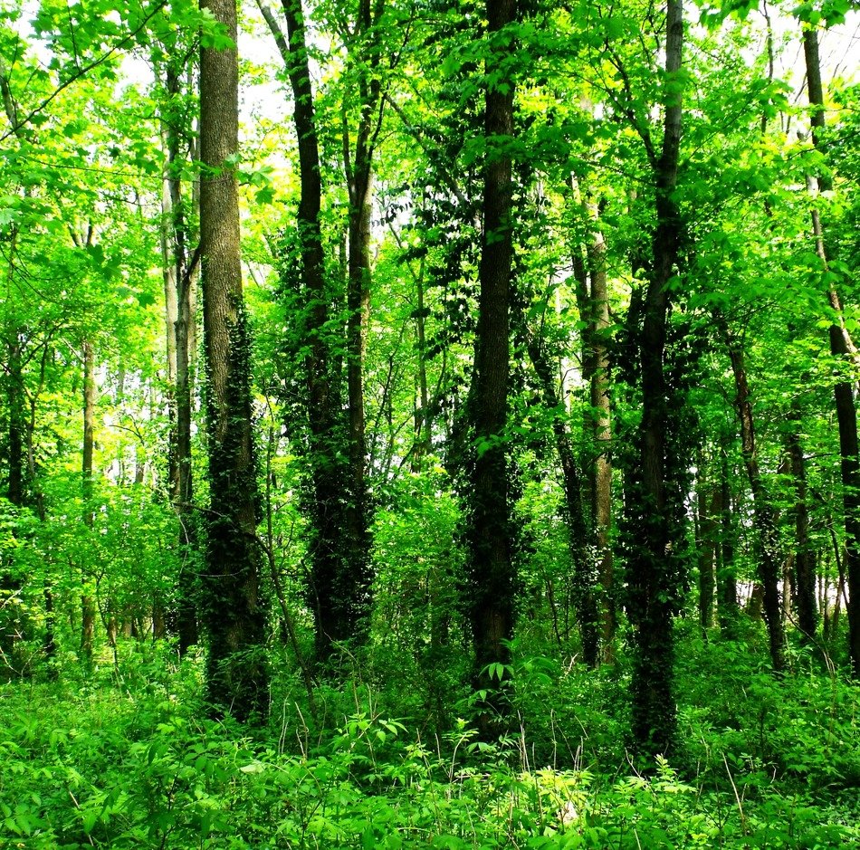 landscape of the bright green forest