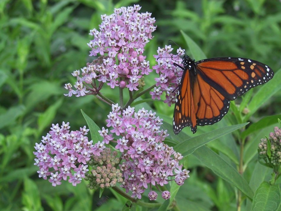 monarch milkweed butterfly