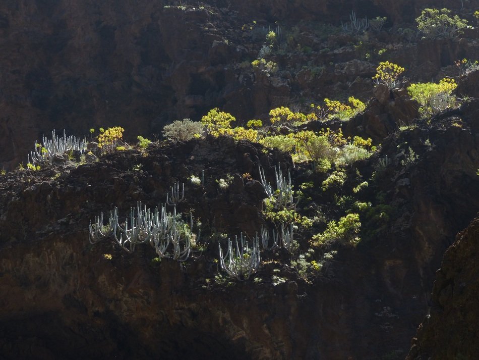 spurge in wild