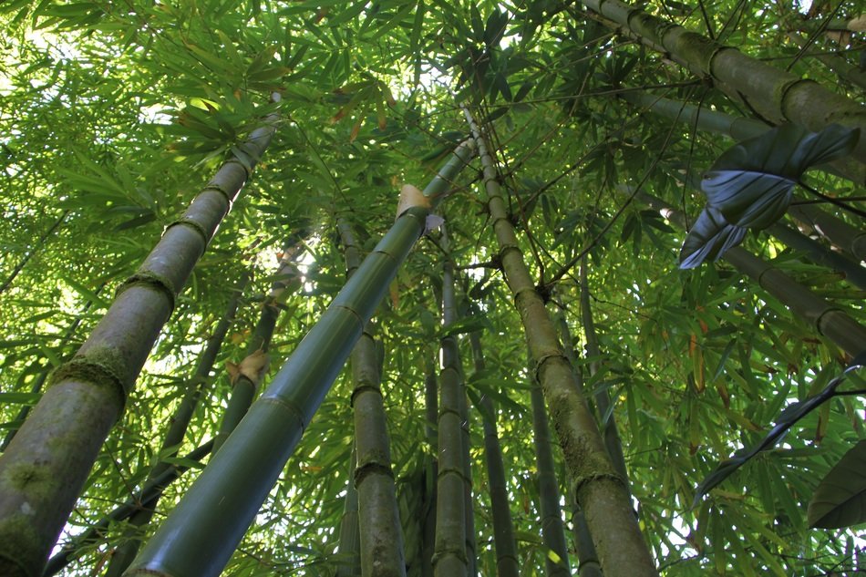 landscape of bamboo jungle forest in hawaii