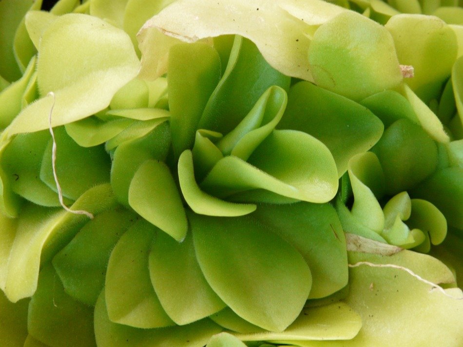 Green butterwort plant