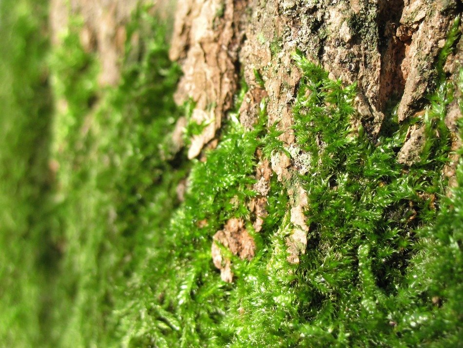 green wild moss at the foot of a tree