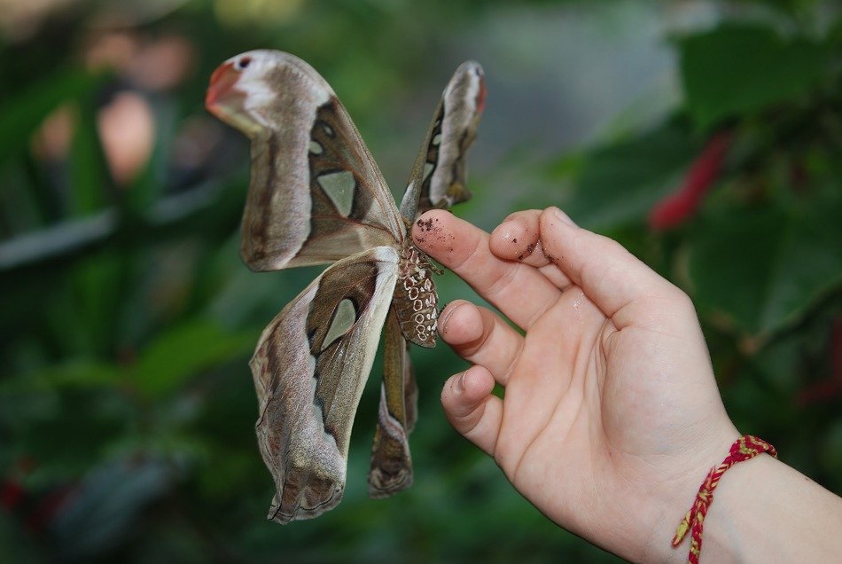 splendiferous atlas butterfly