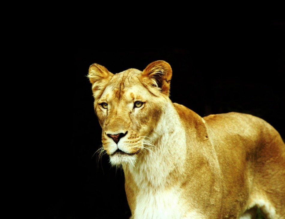 photo of tigress in Africa on black background