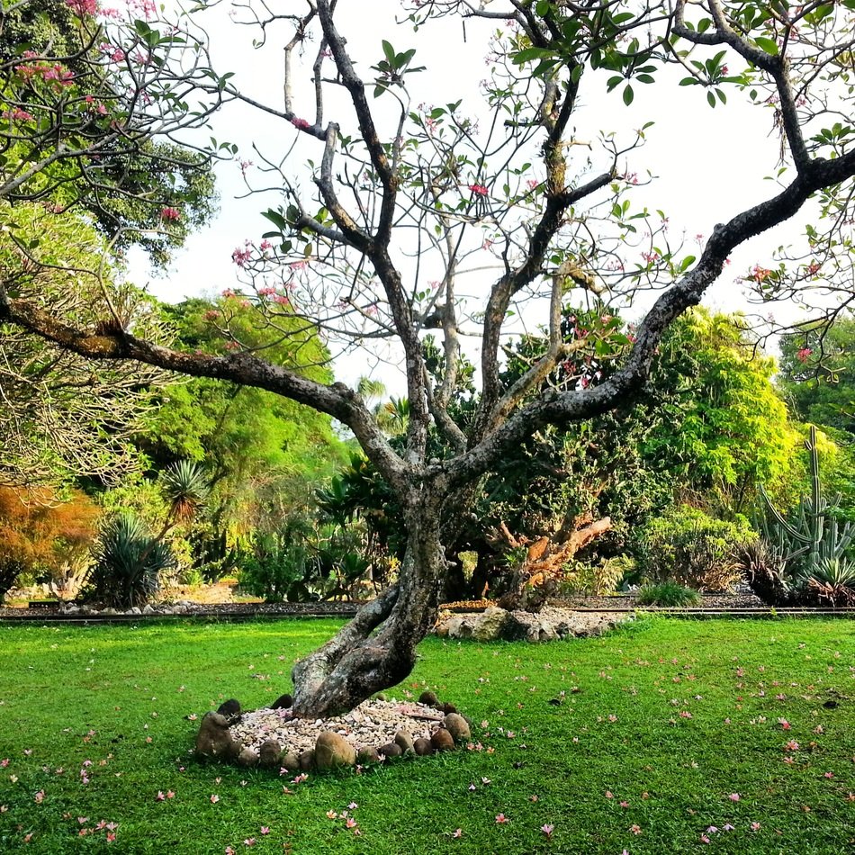 beautiful and delightful botanical garden