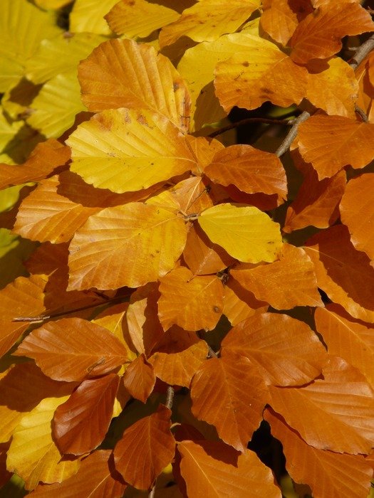 bright yellow leaves of European beech