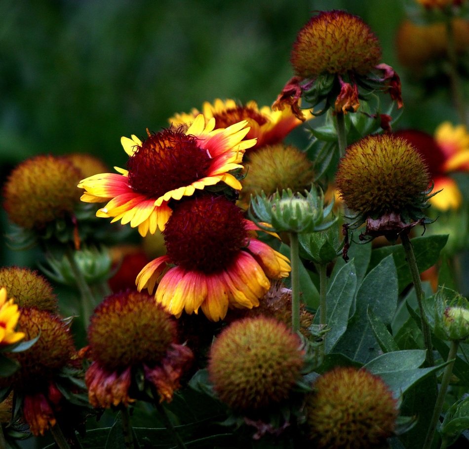 flowers with a large round core