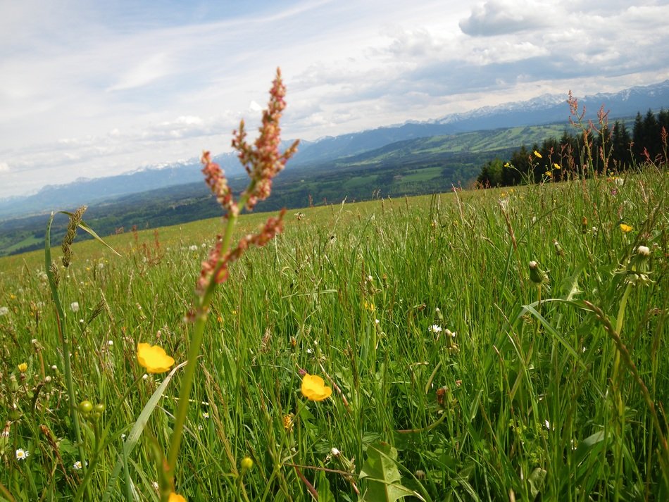 sorrel and meadow flowers on the field
