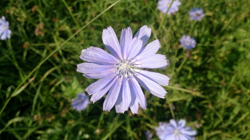Blue flower on the dam