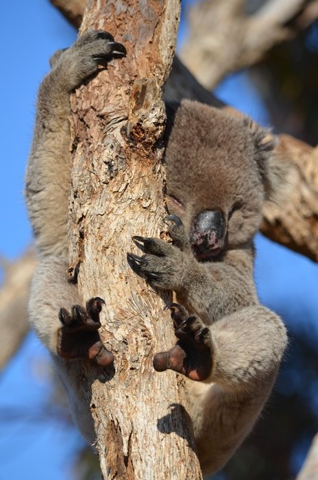 Koala on the tree in Australia in wildlife