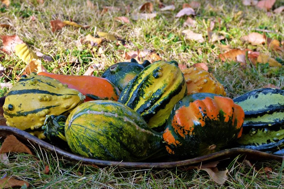 Beautiful and colorful pumpkins in autumn