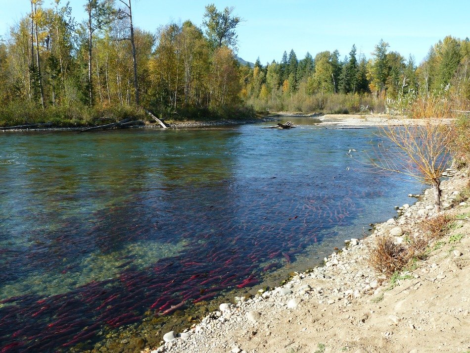 river filled with red salmon