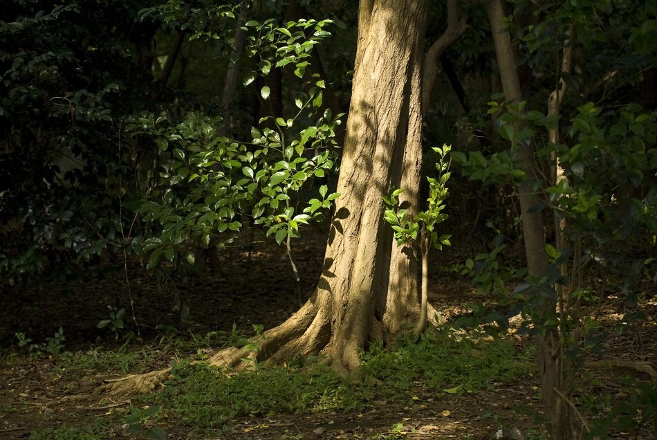 Trees with green leaves in the beautiful forest in lateral sunlight