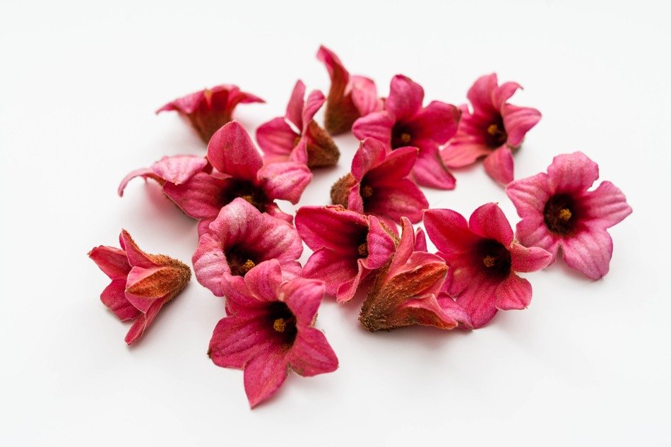 pink brachychiton bidwillii buds on a white background