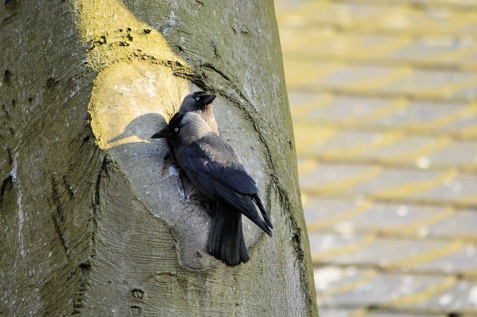 majesctic couple of berds on tree