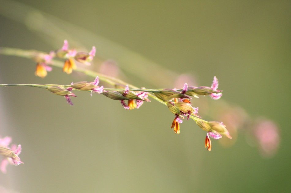 grass flowers