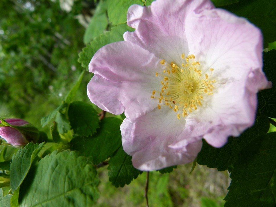 Pink wild rose