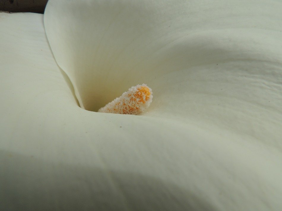 Macro photo of white natural flower