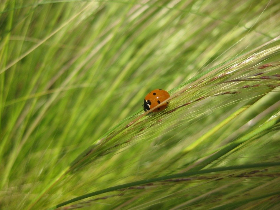 Ladybug on the blades of grass