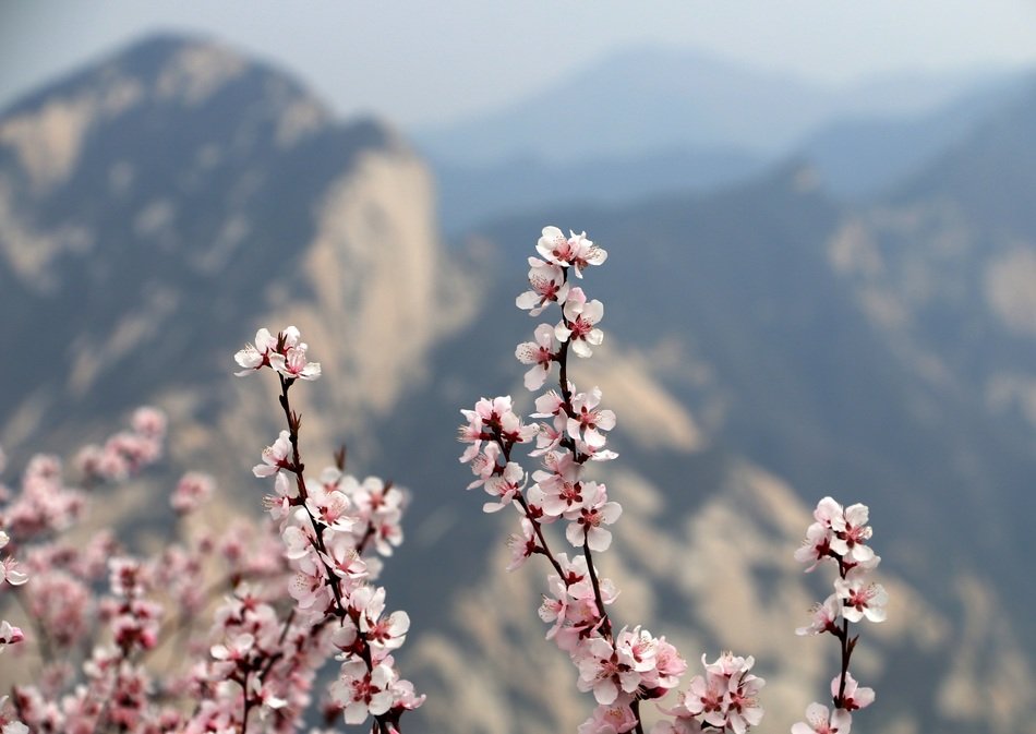 xi an plum blossom mountain