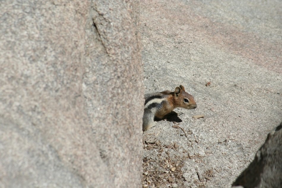 chipmunk on the rock