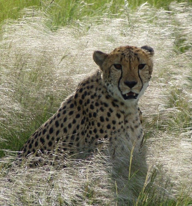 picture of the cheetah in the wildlife in africa
