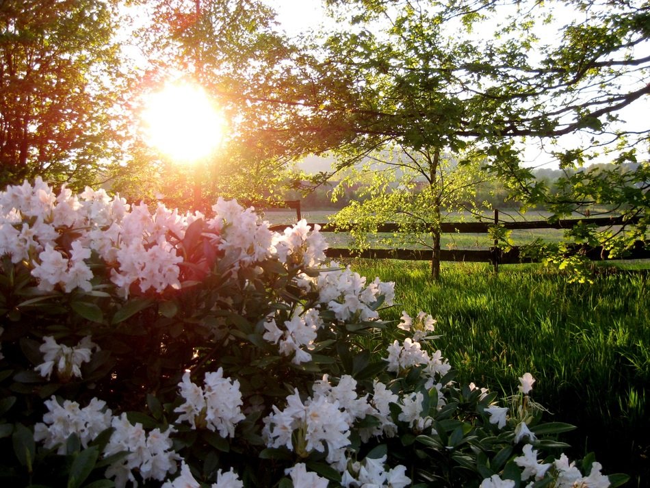 flower garden in the garden at sunset