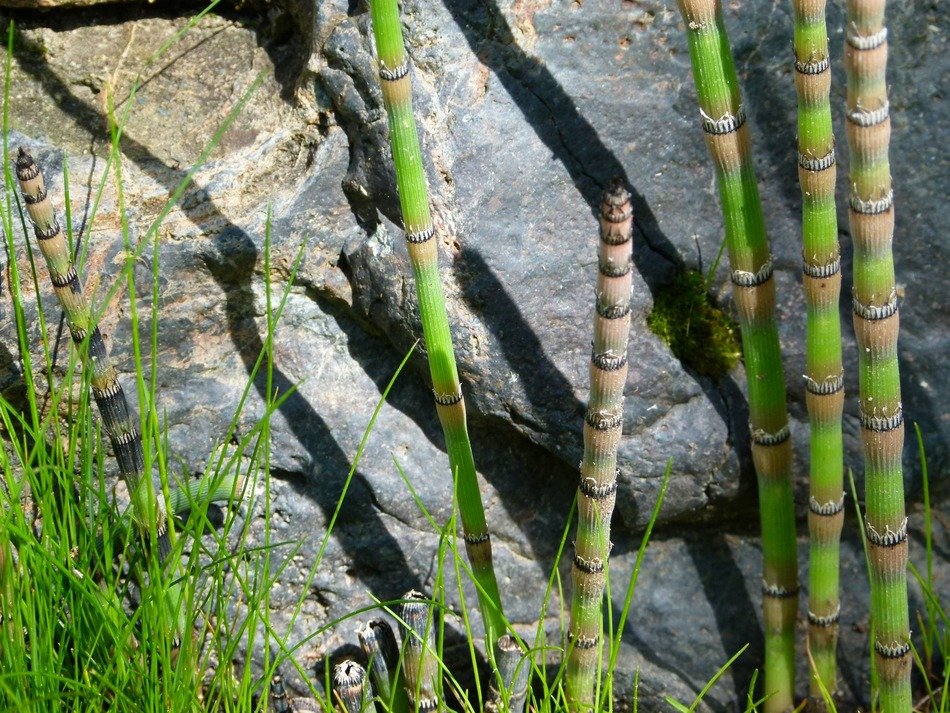 horsetail plant near the stone