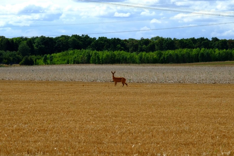 distant view of roe deer among arable field