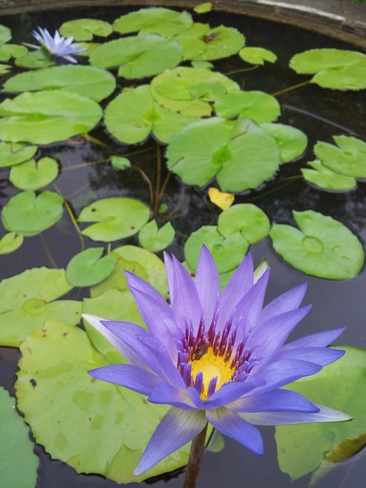 blue lotus flower in the pond
