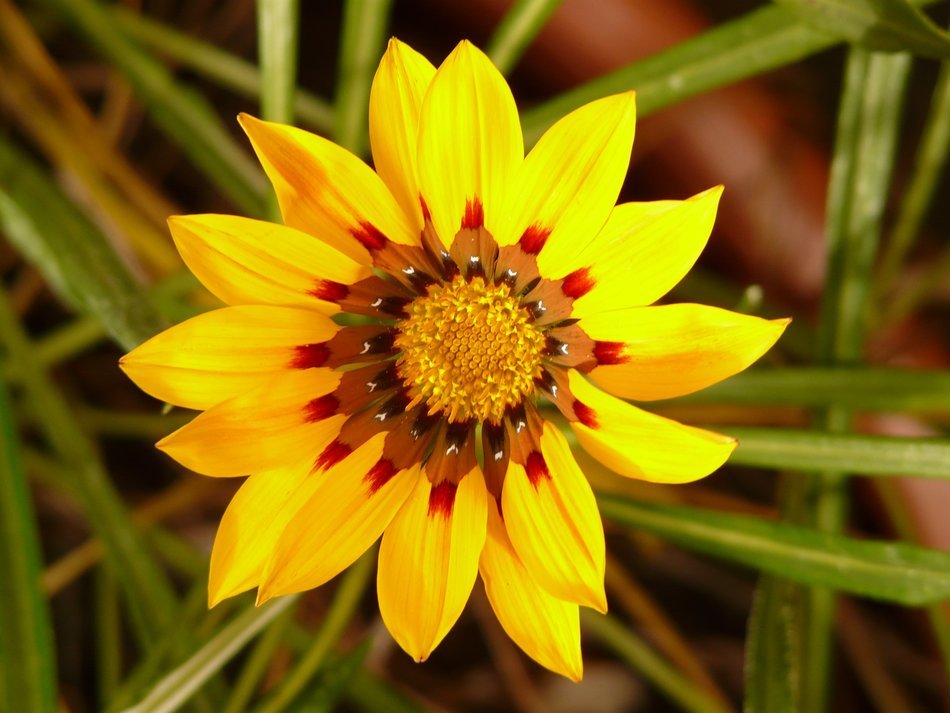 golden flower among green leaves